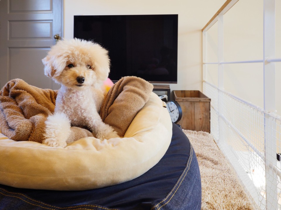 写真：リビングと愛犬